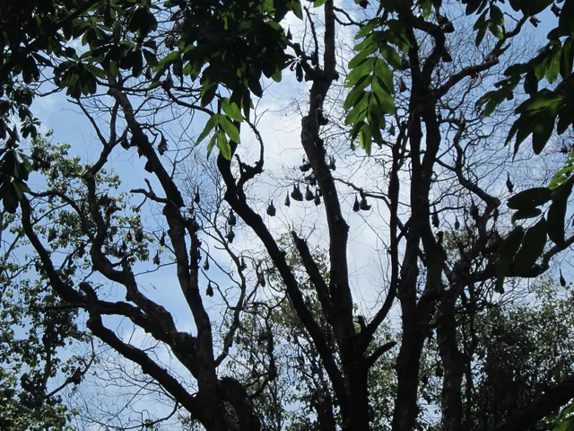 Flying foxes roosting in trees at Wat Pho Bang Khla, Chachoengsao
